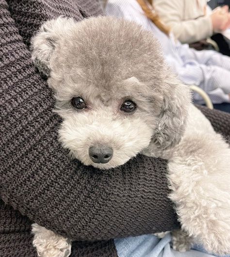 Anjing Poodle, Grey Poodle, Silver Poodle, Poodle Cuts, Cutest Puppy Ever, Poodle Mom, Toy Poodle Puppies, Dog Haircuts, French Poodles