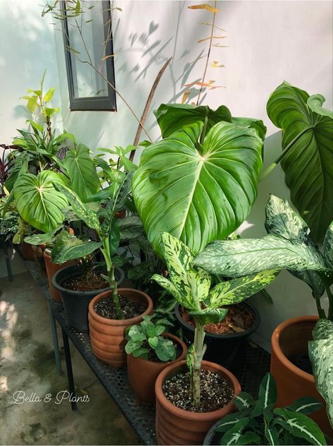 Philodendron family Philodendron Pastazanum, Plants, Quick Saves