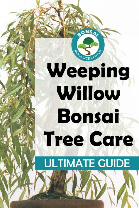 Willow Bonsai Tree, Weeping Bonsai, Weeping Willow Bonsai, Lawn Activities, Willow Bonsai, Bonsai Fruit Tree, Bonsai Diy, Bonsai Making, Bonsai Forest