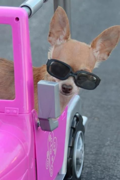 get in loser, we're going shopping! Pet Taxi, Get In Loser, Going Shopping, Funny Animal Photos, Cute Chihuahua, Wearing Sunglasses, Silly Dogs, Cute Funny Dogs