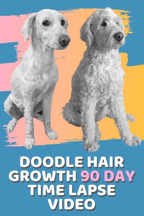 Hair Growth Time Lapse, Shaved Goldendoodle, Labradoodle Haircut Style, Labradoodle Haircut, Puppy Growth Chart, Doodle Grooming, Grow Hair Back, Goldendoodle Grooming, Wire Haired Terrier