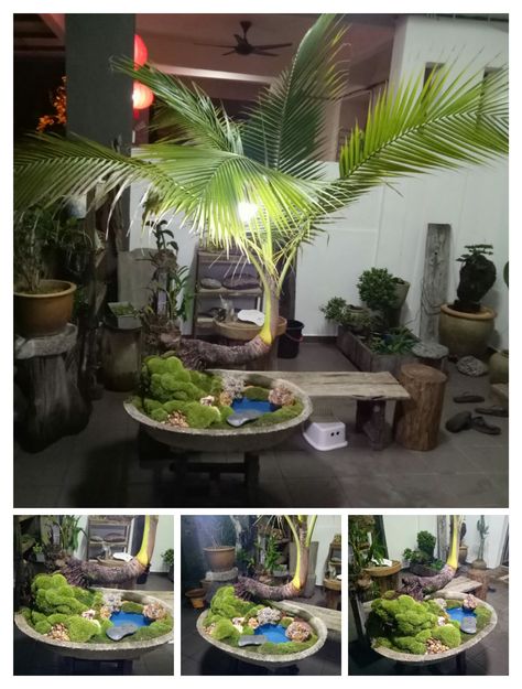 Coconut Bonsai, Bonsai Kelapa, Bonsai Techniques, Coconut Tree, Balcony Garden, Bonsai Tree, Balcony, Really Cool Stuff, Coco