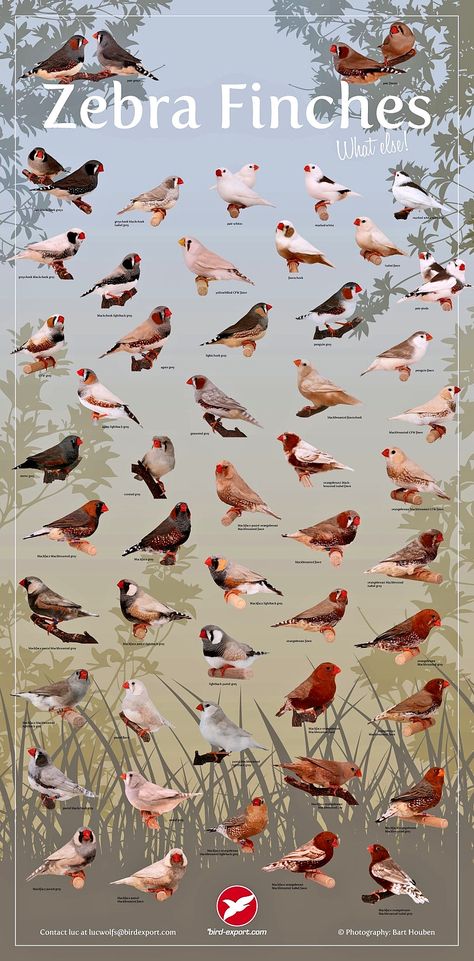 Finch Cage, Zebra Finches, African Lovebirds, Pet Birds Parrots, Bird Breeds, Canary Birds, Zebra Finch, Finches Bird, Bird Aviary