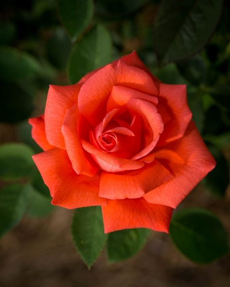 Rose Reference, Rose Garden Design, Rose Flower Pictures, Rose Pictures, Pretty Roses, Memorial Garden, Beautiful Flowers Wallpapers, Orange Roses, Beautiful Rose Flowers