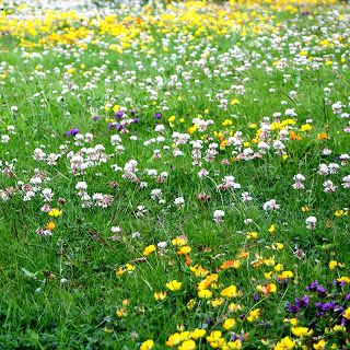 Alternative Lawns, Meadow Lawn, Tapestry Lawn, No Mow Lawn, Australian Cottage, Meadow Lark, Morning Announcements, Sustainable Homestead, Sacred Garden