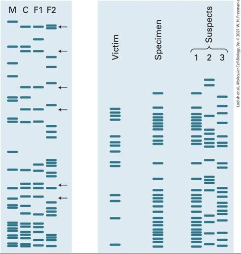 Distinguishing individuals by DNA fingerprinting ‼️ (a) In this analysis of paternity, several minisatellite repeat lengths were determined by Southern blot analysis of restriction enzyme-digested genomic DNA and hybridization with a probe for a minisatellite sequence repeated at several different positions in the genome. This method generated hypervariable multiband patterns for each individual called “DNA fingerprints.” Lane M shows the pattern of restriction fragment bands using the mothe... Dna Fingerprinting, General Chemistry, Genetic Testing, Genetic, Biology, Fingerprint, Chemistry, Pattern