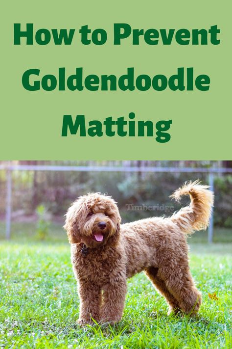 Medium Length Doodle Haircut, Labradoodle Grooming, Goldendoodle Haircuts, Goldendoodle Miniature, Goldendoodle Grooming, Lamb Cuts, Puppy Coats, Dog Haircuts, Grooming Style