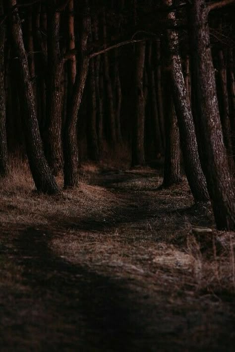 Dark Brown Forest Aesthetic, Brown Woods Aesthetic, Brown Forest Aesthetic, Deep Brown Aesthetic, Dark Brown Aesthetic, Brown Eyes Aesthetic, Forest Brown, Brown Forest, Dark Forest Aesthetic