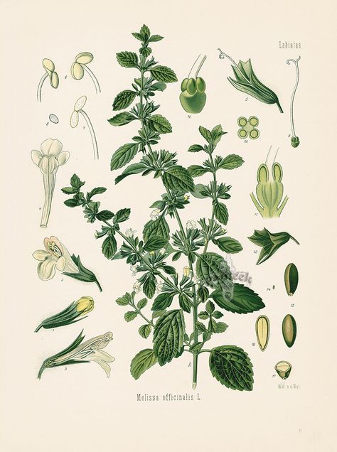 Lemon Balm, Melissa officinalis from Antique Herbal Prints of Nutmeg, Sassafras, Pepper, Cinnamon, Mint, Thyme by Kohler 1898 Melissa Officinalis, Illustration Botanique, Illustration Vintage, Lemon Balm, Large Picture Frames, Medicinal Herbs, Medicinal Plants, Canvas Home, Botanical Illustration