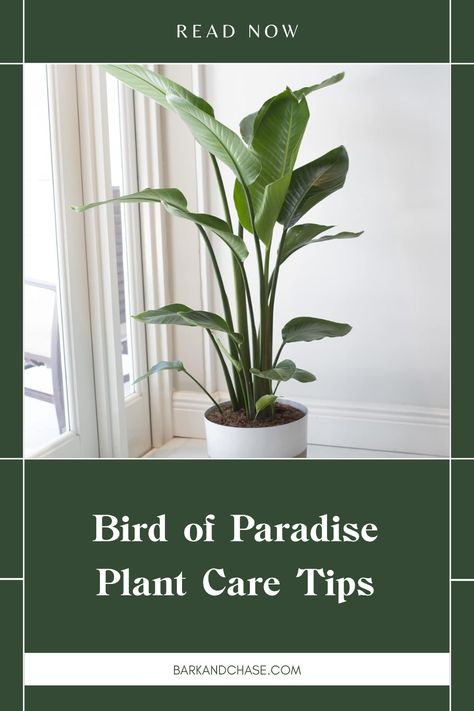 Are you ready to help your Bird of Paradise flourish? This vibrant plant needs the right touch when it comes to care. Discover essential tips on watering, optimal sunlight requirements, and the best fertilizers to keep your plant thriving indoors or in your garden. Plus, learn how to tackle any potential pest issues to avoid damage and keep your leaves looking fresh! Using these easy tips, you'll transform your plant into a stunning centerpiece in no time. Whether you’re a beginner or not, get your Bird of Paradise thriving! Orange Bird Of Paradise Plant, Indoor Bird Of Paradise, Bird Of Paradise Plant Care, Birds Of Paradise Plant, Bird Of Paradise Plant, Paradise Plant, Plant Care Tips, Overwintering, White Flies