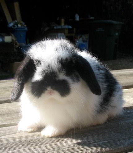 Mini Lop Bunnies, Lop Bunnies, Lop Bunny, Pet Bunny Rabbits, Mini Lop, Cute Bunny Pictures, Holland Lop, Pet Bunny