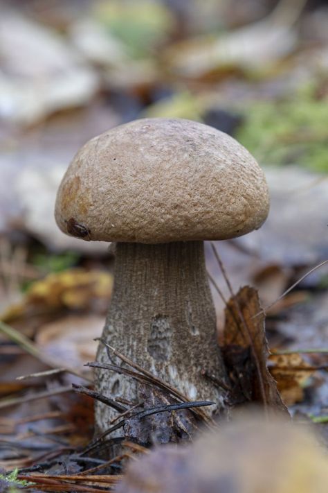 Forest Ground, Mushroom Core, Brown Forest, Mushroom Brown, Fallen Tree, Brown Mushroom, Tree Leaves, Autumn Trees, House Decor