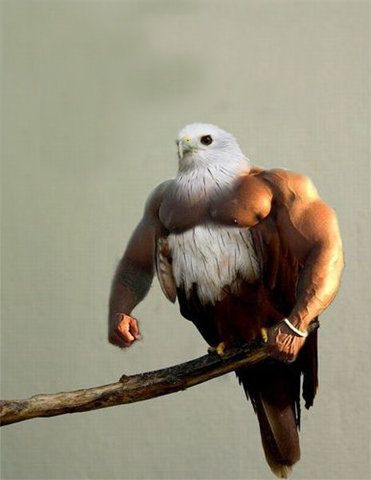 Buff Bird - - ;-p Birds With Arms, Photoshopped Animals, Funny Bird Pictures, Animal Mashups, Hybrid Animals, Pictures Of The Week, Funny Birds, Wow Art, Bird Pictures