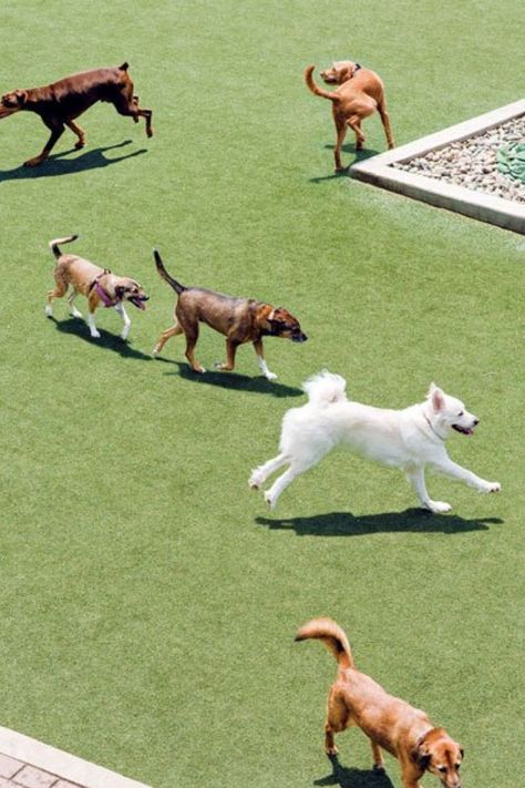 Find dog parks near you where your pup can run, play, and socialize with other | #Dog_Park_Illustration #Dog_Park_Aesthetic #Dog_Parks #Dog_Hotel Dog Park Photography, Dog Park Illustration, Dog Park Aesthetic, Dog Park Equipment, Pet Garden, Dogs Walking, Dogs Playing, Dog Parks, Dog Hotel