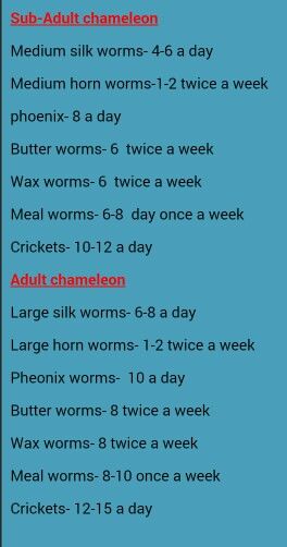 Chameleon cheatsheet Chameleon Care Tips, Veiled Chameleon Care, Veiled Chameleon Enclosure, Chameleon Vivarium, Chameleon Cute, Chameleon Habitat, Chameleon Facts, Chameleon Food, Chameleon Terrarium