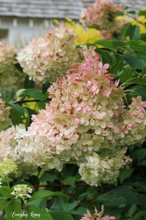 Blushing Hydrangeas August Garden Pale Pink Hydrangea, Modern Spanish Revival, Blush Hydrangea, Vanilla Strawberry Hydrangea, Lady Banks Rose, Strawberry Hydrangea, August Garden, Large Hydrangea, Rose Arbor