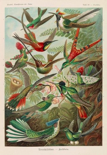 Prints – The Public Domain Review Walton Ford, Hummingbird Illustration, Natural Form Art, Jungle House, Alfons Mucha, Hummingbird Art, Bird Poster, Peter Paul Rubens, Bird Wall Art