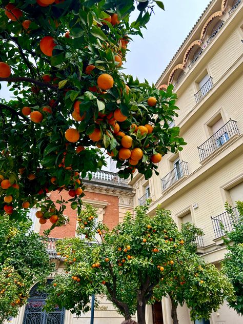 Spanish Pictures Aesthetic, Spanish Asthetic Picture, Spanish Countryside Aesthetic, Old Spanish Aesthetic, Spain Asethic, Spanish Asethic, Saville Spain, Seville Spain Aesthetic, Espanol Aesthetic