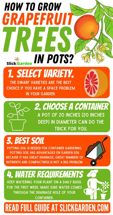 Grapefruit Tree In Pot, Pots Infographic, Trees In Pots, Chicken Tips, Fruit Trees In Containers, Grapefruit Tree, Growing Citrus, Sustainable Homestead, Citrus Tree