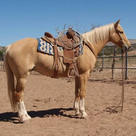 Ranch Horses, Buckskin Horse, Ranch Riding, Ranch Horse, Western Horses, Cute Horse Pictures, Barrel Racing Horses, Ranches For Sale, Palomino Horse