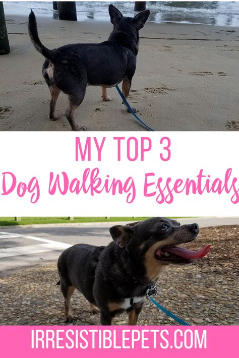 My Top 3 Must Have Dog Walking Essentials - Irresistible Pets Dog Donut, Frozen Apple, Frozen Strawberry, Donut Recipe, Dog Ramp, Pet Blog, Dog Walk, Aggressive Dog, Maltese Dogs