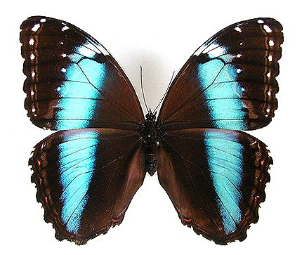 Morpho Butterfly, Butterflies