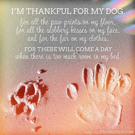 Dogs Quotes, Thankful Quotes, I Am Thankful, Pet Life, Dog Quotes, Cats Dogs, My Dog, For Dogs, Paw Print