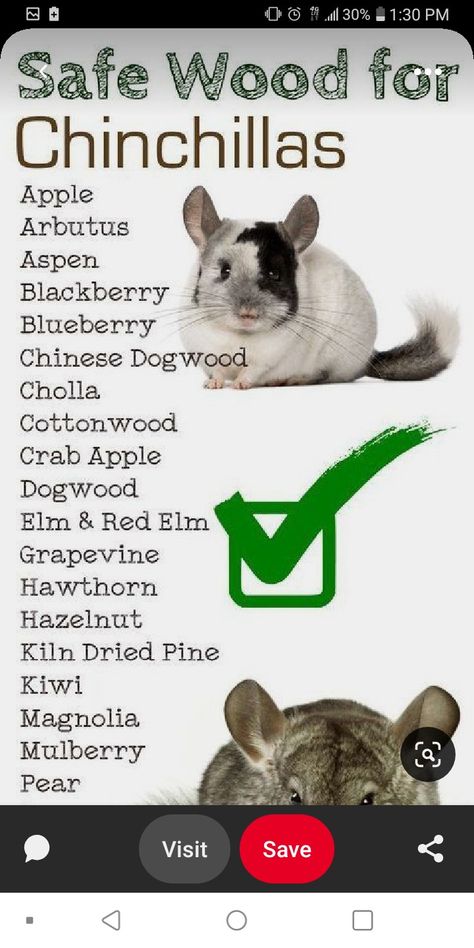 Diy Chinchilla Cage Accessories, Chinchilla Cage Ideas, Diy Chinchilla Toys, Chinchilla Facts, Hammock Diy, Shelves Accessories, Chinchilla Care, Chinchilla Cute, Chinchilla Toys