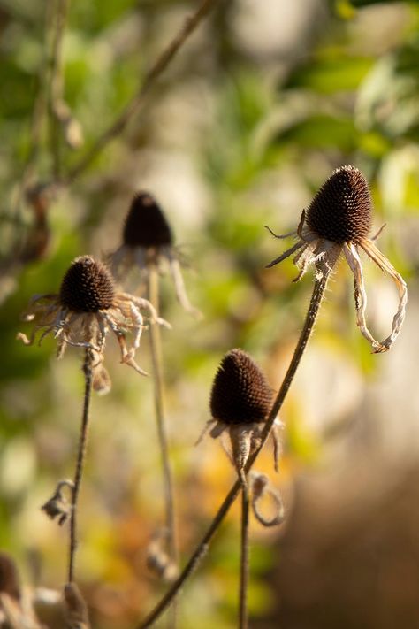 How to Harvest and Save Black-Eyed Susan Seed | Gardener’s Path How To Save Black Eyed Susan Seeds, Black Eyed Susan Seeds, Seed Harvesting, Georgia Garden, Black Eyed Susan Flower, Wilted Flowers, Fall Clean Up, Backyard Plants, Seed Saving