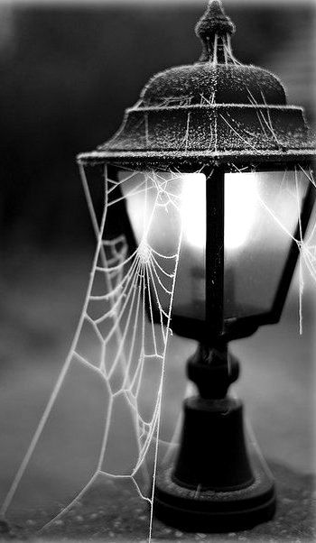 Street Light Cobwebs Spider Web, Lamp Post