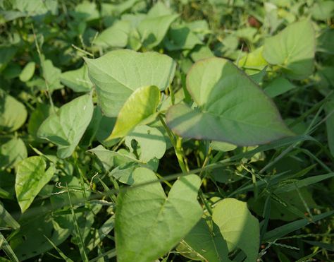 7 Science-based Health Benefits Sweet Potato Leaves Sweet Potato Leaves Benefits, Benefits Of Sweet Potato, Yam Leaves, Indian Herbs, Sweet Potato Leaves, Sweet Potato Benefits, Eating Raw, Folic Acid, Leafy Greens