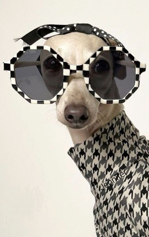 Retro Shades, Italian Elegance, Dog Photoshoot, Animal World, Super Model, Pet Fashion, Italian Greyhound, Dog Photography, Animal Fashion