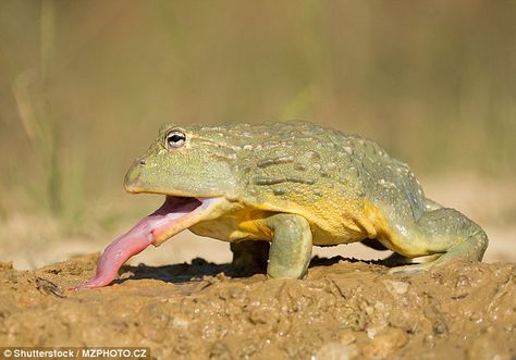 Amphibians are unique in that they secrete saliva through glands located on their tongue. So, to analyze the properties of frog saliva, researchers spent a few hours one night scraping 15 dead frog tongues to get a saliva sample large enough for the testing equipment Frog Tongue, African Bullfrog, Poison Frog, Wildlife Reserve, Frog And Toad, Tree Frogs, Wildlife Conservation, Reptiles And Amphibians, Cute Frogs