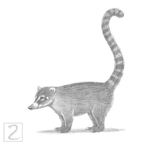 Coati drawing, facing left with long tail, drawn in graphite pencil. Zoo Animal Drawings, Mammal Drawing, Speed Drawing Videos, Wildlife Illustration, Animal Sketch, Drawing Instructions, Drawing Tutorials For Beginners, New Drawing, Animal Portraits