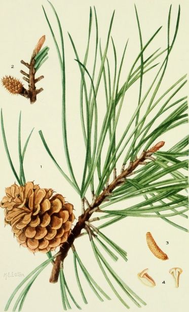 Free image of "Pinus Rigida The Pitch Pine" by Kennet Kjell Johansson Hultman Cottage Core Christmas, Colored Pencil Drawing Techniques, Nature Posters, Colored Pencil Drawing, Image Icon, Painting Art Projects, Pine Cone, Botanical Illustration, Natural History