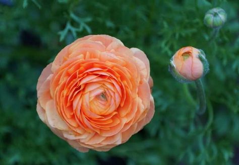 Ranunculus Bulbs, Ranunculus Garden, Ranunculus Asiaticus, Garden 2023, Flower Farming, Buttercup Flower, Ranunculus Flowers, Replant, Floral Decoration