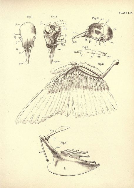 Bird Anatomy, Scientific Drawing, 16 Tattoo, Science Illustration, Anatomy Drawing, Scientific Illustration, Zoology, Vintage Birds, Travel Memories