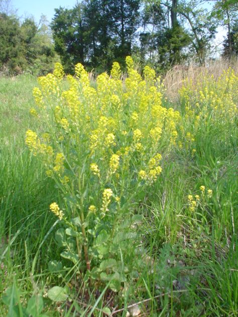 Wild Mustard, Mustard Plant, Reddish Purple, Small Bees, Purple Rings, Wild Edibles, Green Carpet, Wild Food, Wild Plants