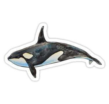 Hand drawn waercolor pattern with killer whales • Also buy this artwork on stickers, apparel, phone cases, and more. Whale Sticker, Stickers Cool, 타이포그래피 포스터 디자인, Computer Sticker, Baby Stickers, Tumblr Stickers, Painting On Paper, Humpback Whale, Stickers For Sale