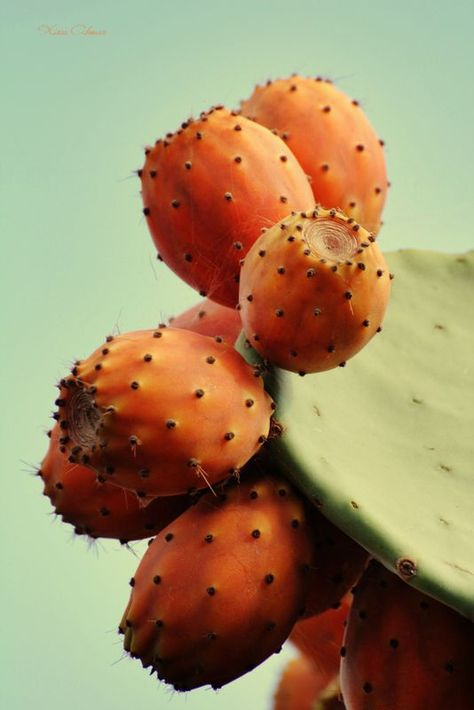 Prickly Pear Photography, Prickly Pear Flowers, Cactus Pears, Cactus Paintings, Plants Are Friends, Desert Flowers, Prickly Pear Cactus, Prickly Pear, Cactus Flower