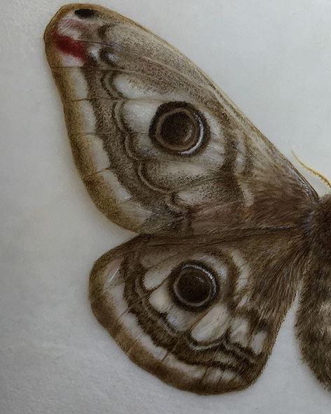 Moth Aesthetic, Wing Painting, Brown Moth, Emperor Moth, Moth Drawing, Moth Wings, Wings Drawing, Moth Art, Inspiration Photos