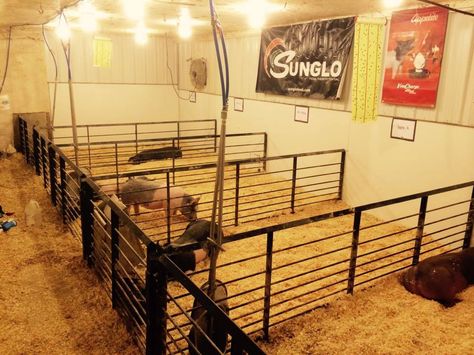 Decker Show Pigs in Indiana utilized horizontal bar panels in their show barn purchased from Used Livestock Equipment. Stall Decoration Ideas Fair, Show Pig Barn, Stall Decoration Ideas, Show Cattle Barn, Show Pigs, Livestock Barn, Livestock Shelter, Barn Layout, Pig Showing