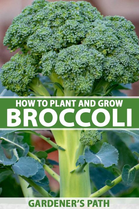 How to Plant and Grow Broccoli | Gardener’s Path Broccoli Growing, How To Grow Broccoli, Healthy Garden Soil, Grow Broccoli, Herbs Growing, Broccoli Plant, Growing Broccoli, Broccoli Seeds, Easy Vegetables To Grow