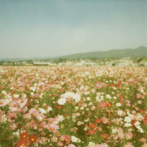 flowerfield. Theme Nature, Image Film, Trendy Flowers, Nature Aesthetic, Flower Field, Pretty Places, Goa, Pretty Pictures, On Earth