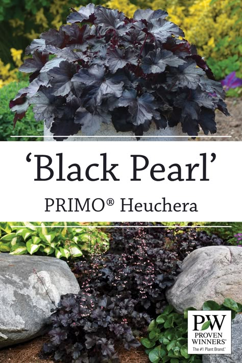 Black Pearl Heuchera, Black Pearl Coral Bells, Heuchera Black Pearl, Plants With Black Leaves, Black Leaf Plants, Black Shrubs, Black Heuchera, Black And White Garden Ideas, Black And White Landscaping