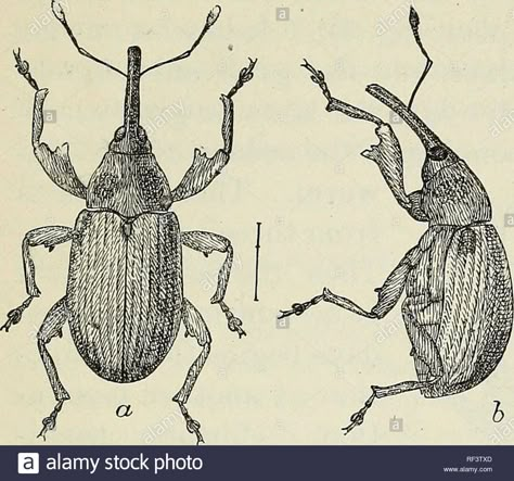 Weevil Drawing, Weevil Tattoo, The Pest, Garden Tattoos, Bug Tattoo, Scary Tattoos, Cotton Boll, Botanical Tattoo, Beautiful Bugs