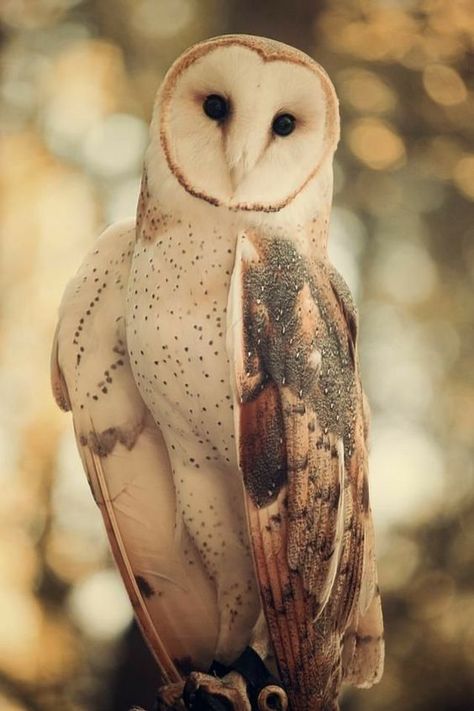 ♔ Les chouettes - Owls Owl Photography, Owl Photos, Owl Pictures, Beautiful Owl, Pretty Animals, Pretty Birds, Barn Owl, Cute Owl, Birds Of Prey