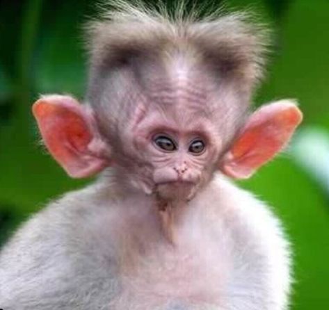 Funny Monkey Pictures, Marmoset Monkey, Tiny Monkey, Ugly Animals, Monkey Pictures, Funny Animal Photos, Pet Monkey, Monkeys Funny