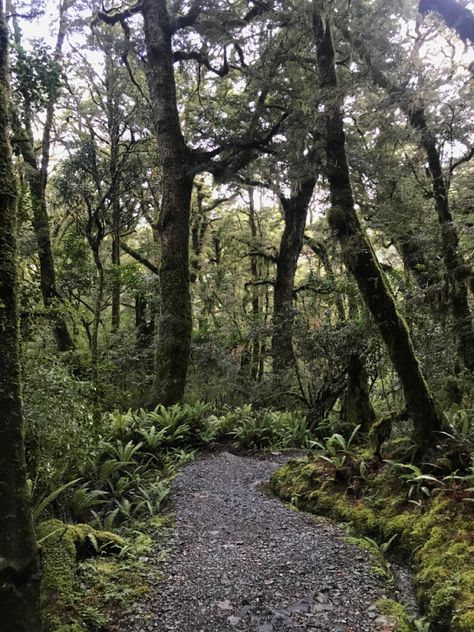 New Zealand National Parks, New Zealand Bush, Nz Forest, New Zealand Forest, Trail Photography, Fiordland National Park, Coron Island, Hike Trail, Forest Walk