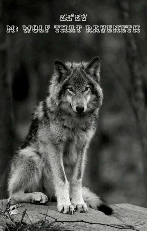 Hebrew origin meaning “Wolf that raveneth.” Similar name is Zvi. Lup Singuratic, Psy I Szczenięta, Wolf Photos, Timber Wolf, Wolf Love, Wild Wolf, Wolf Pictures, Beautiful Wolves, Wolf Spirit